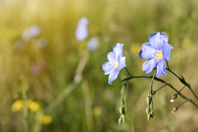 Photo of Beautiful flowers growing in meadow on sunny day, closeup. Space for text