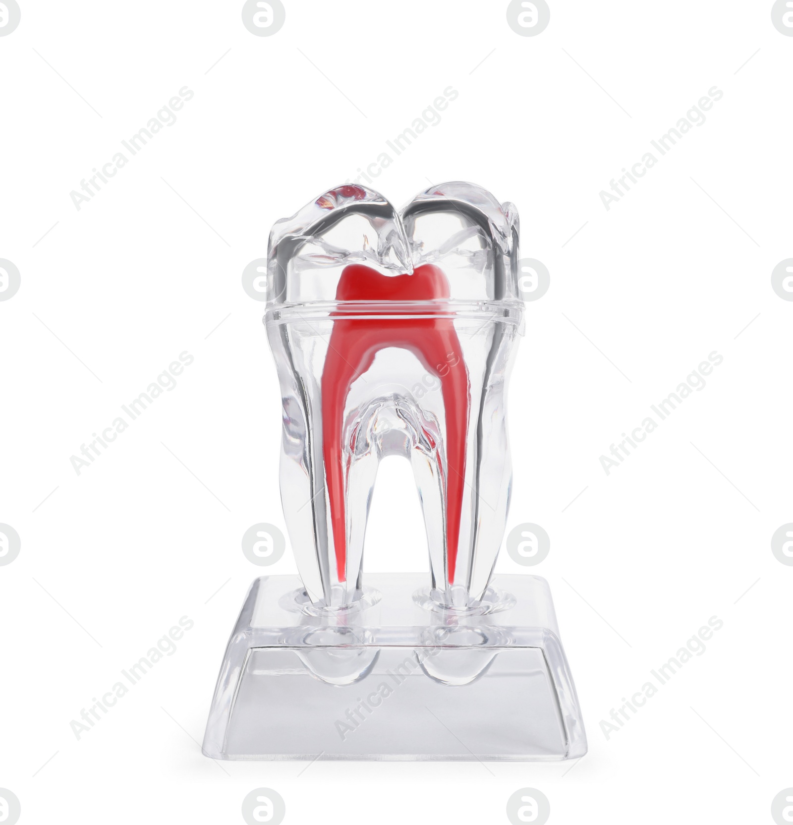 Photo of Educational model of tooth isolated on white
