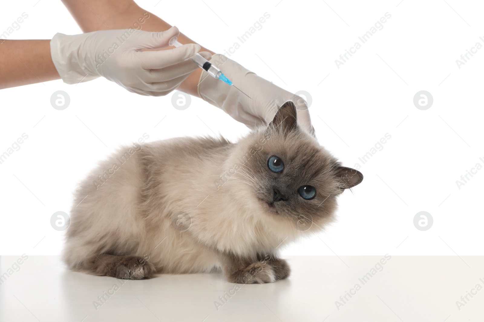 Photo of Professional veterinarian vaccinating cat on white background, closeup