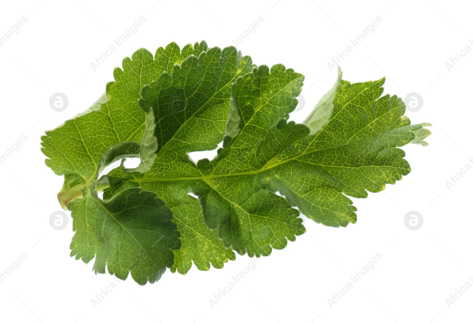 Photo of Fresh green parsnip leaf isolated on white