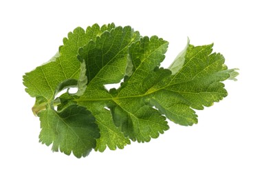 Photo of Fresh green parsnip leaf isolated on white