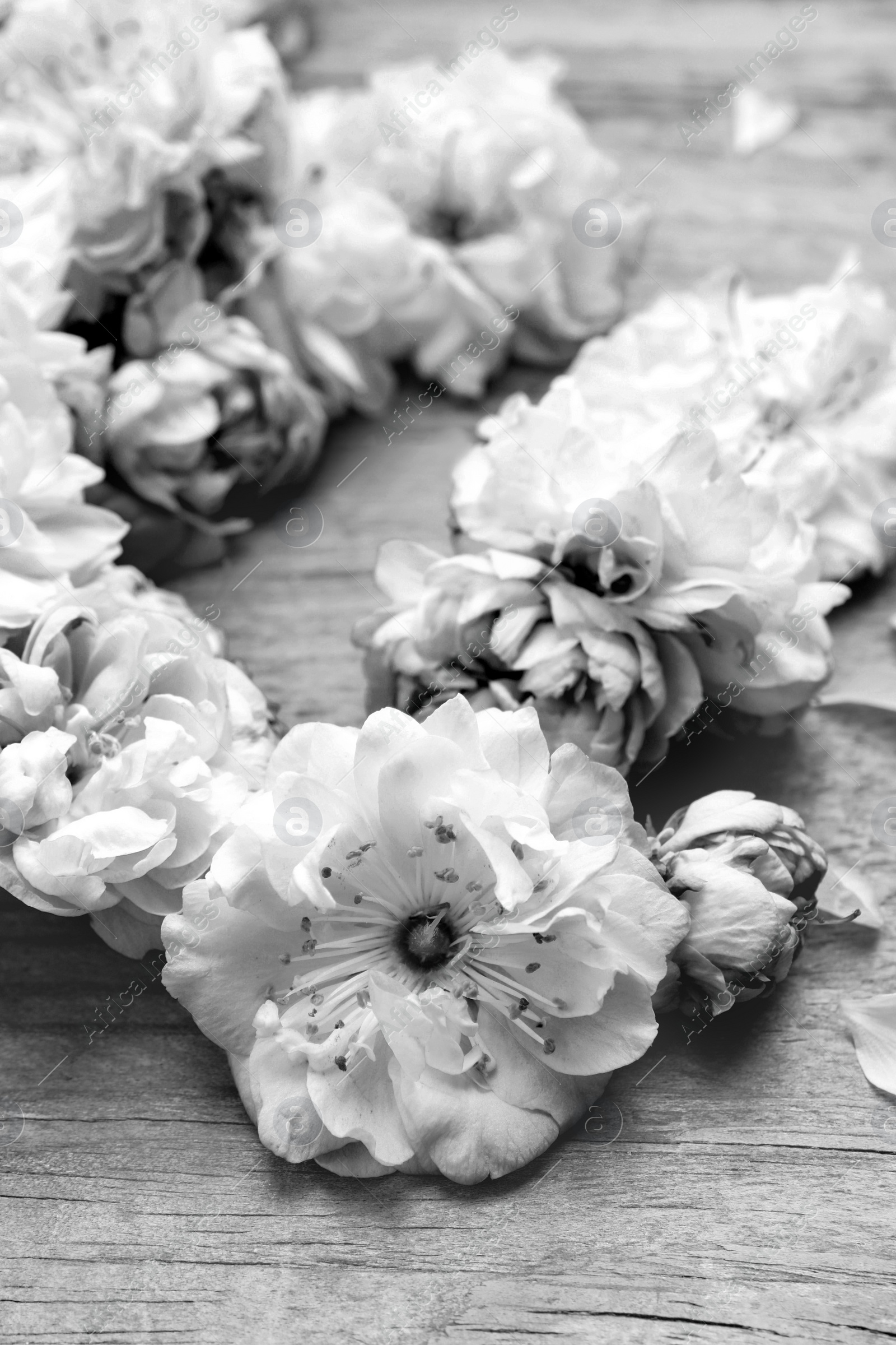 Image of Beautiful sakura tree blossoms on wooden background, closeup. Black and white tone 