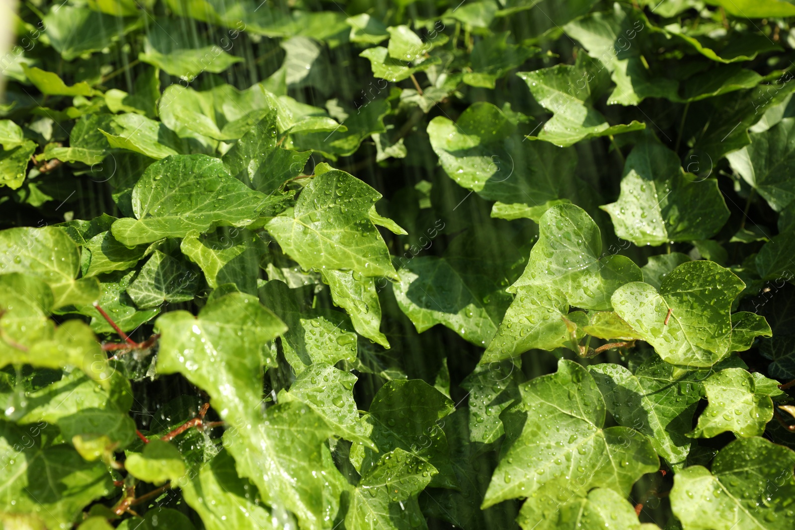 Photo of Green ivy leaves with rain drops as background