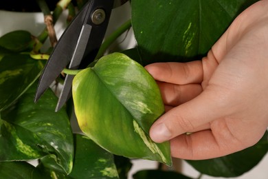 Photo of Woman cutting damaged leaf from houseplant, closeup