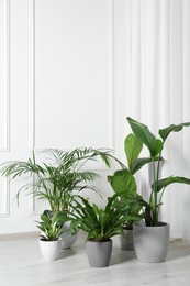 Photo of Many different houseplants in pots on floor near white wall indoors, space for text
