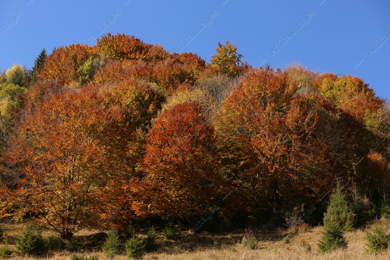 Photo of Beautiful trees with bright autumn leaves outdoors on sunny day