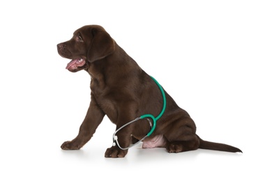 Photo of Cute dog with stethoscope as veterinarian on white background