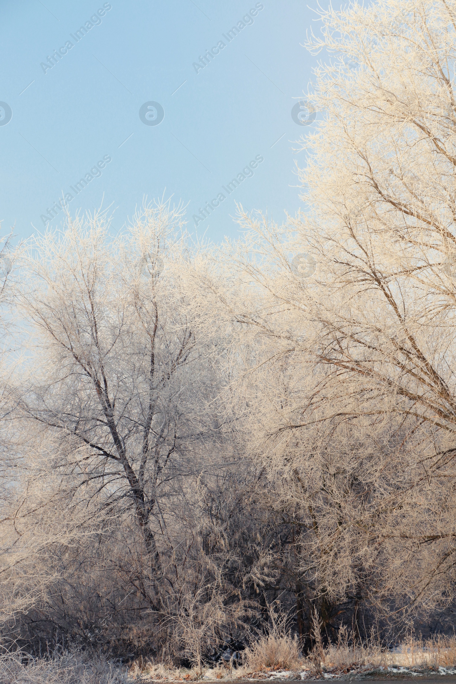 Photo of Trees covered with hoarfrost outdoors on winter morning