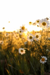 Photo of Closeup view of beautiful chamomile field on sunny day