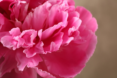 Photo of Beautiful pink peony on brown background, closeup