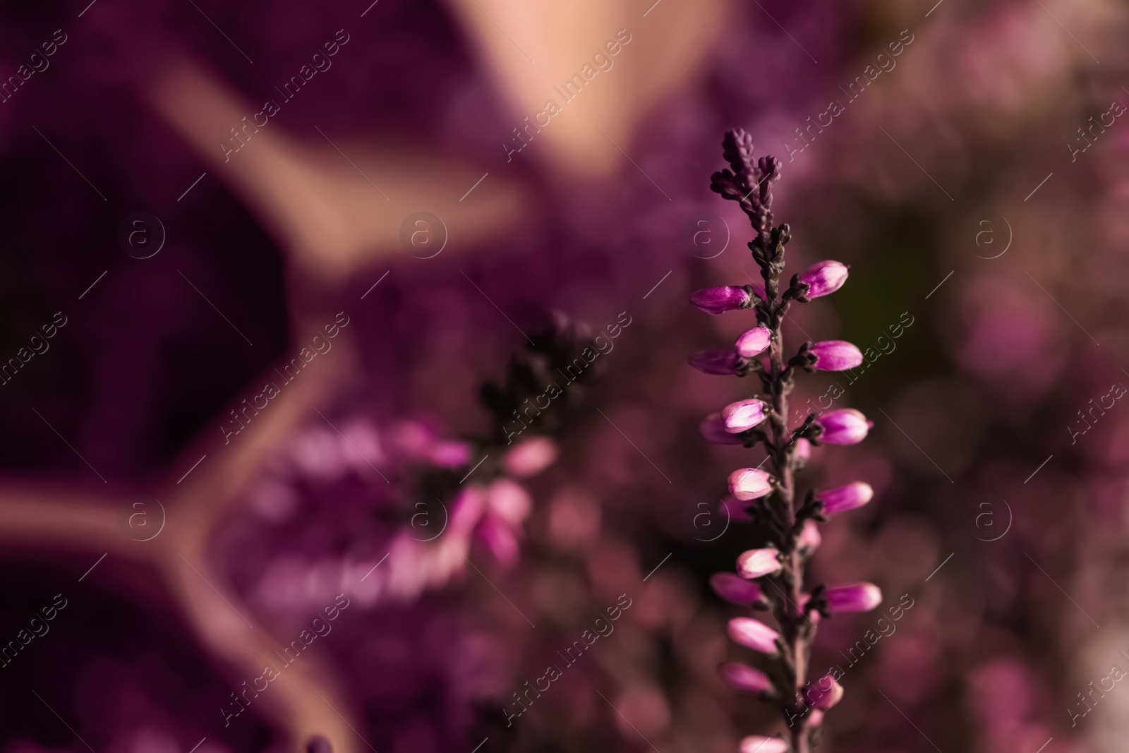 Photo of Heather twig with beautiful flowers on blurred background, closeup. Space for text