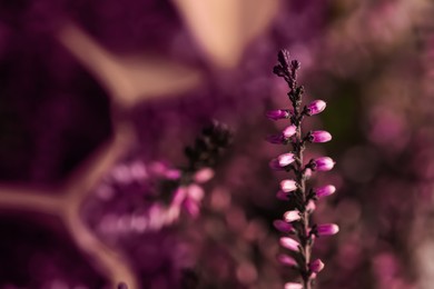 Heather twig with beautiful flowers on blurred background, closeup. Space for text