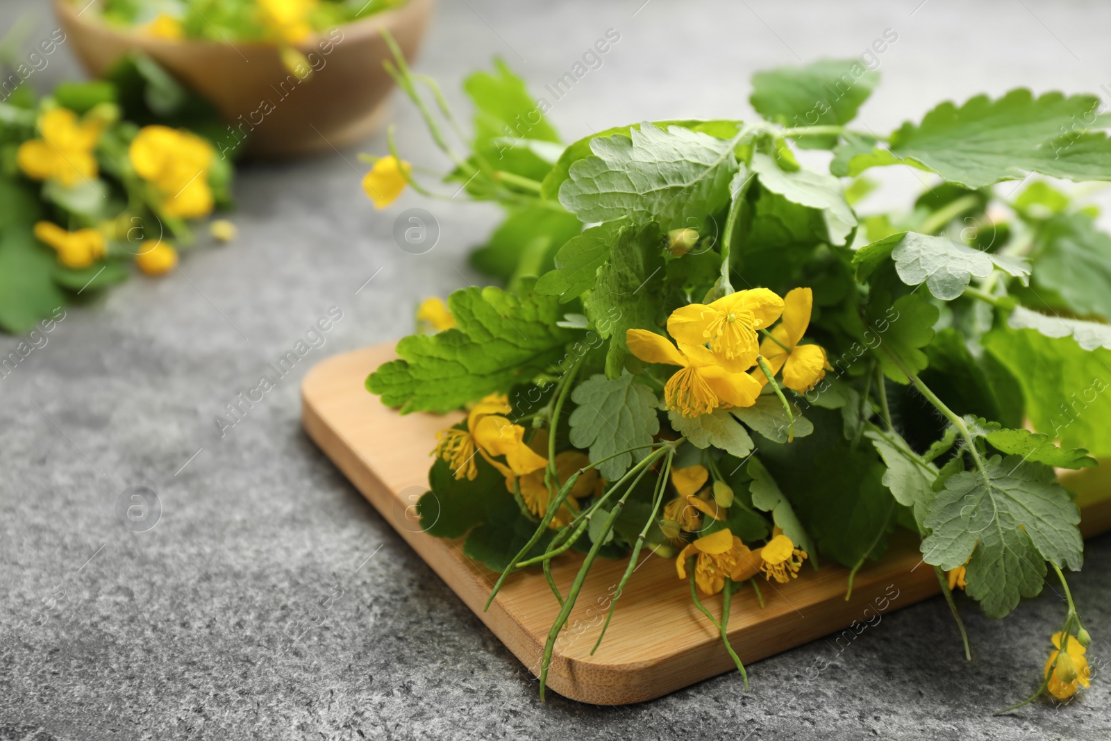 Photo of Celandine with beautiful yellow flowers on grey table, closeup. Space for text