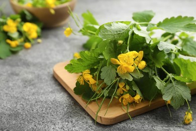 Celandine with beautiful yellow flowers on grey table, closeup. Space for text