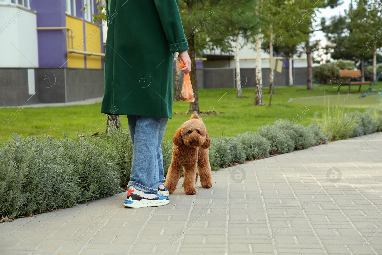 Photo of Woman with waste bag walking her cute dog in park, closeup