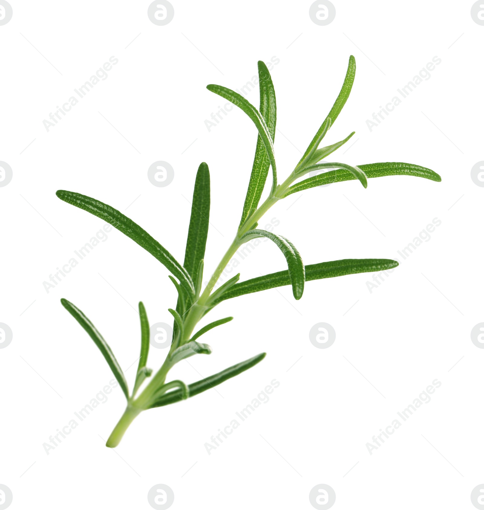 Photo of Sprig of fresh rosemary isolated on white