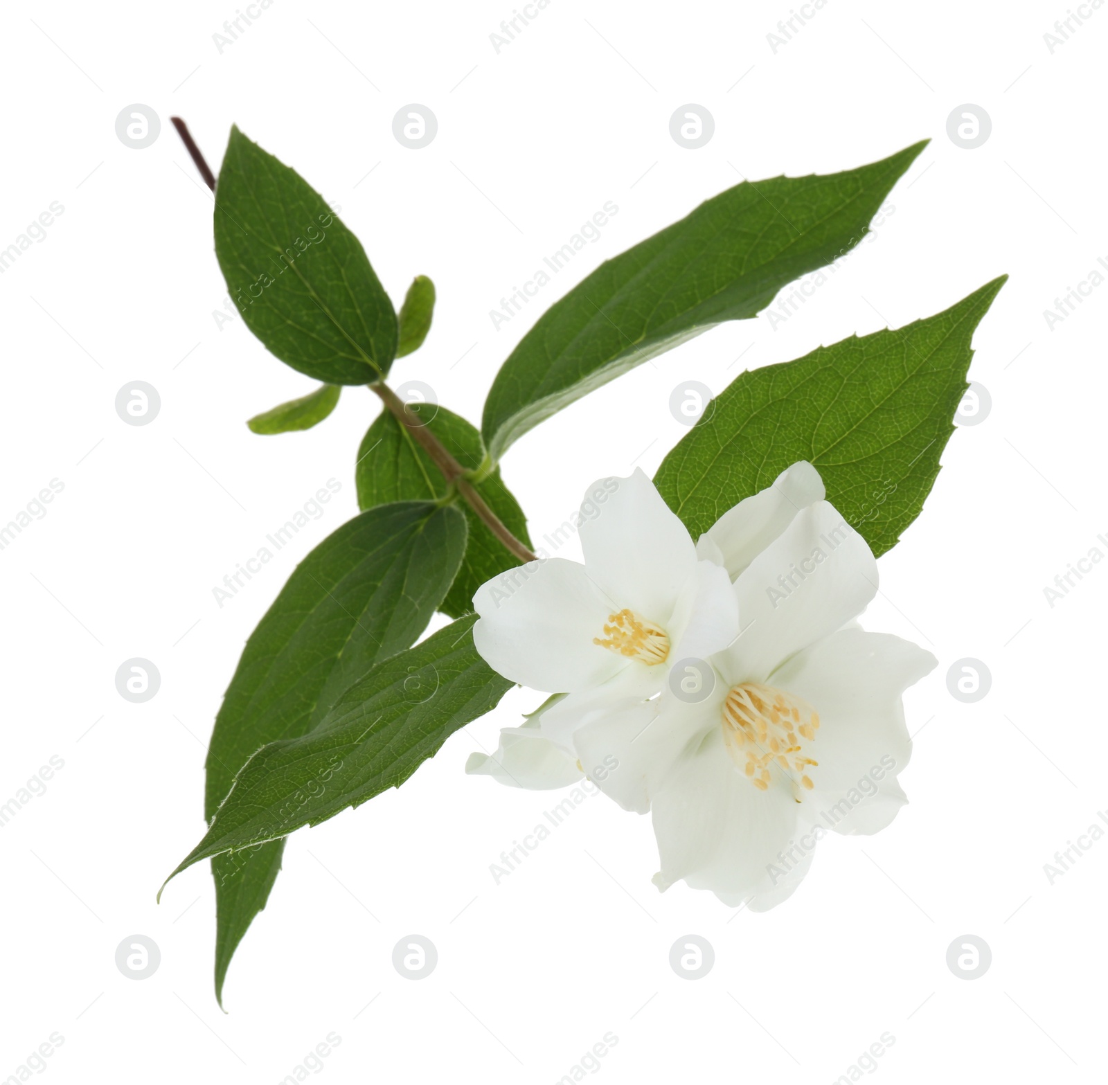 Photo of Branch of jasmine flowers and leaves isolated on white