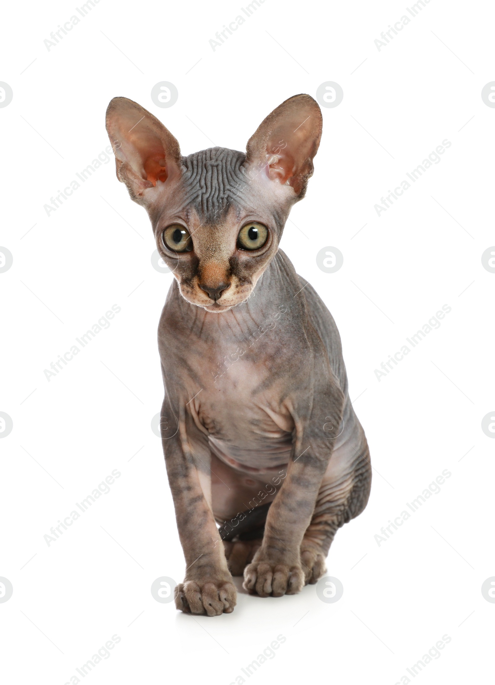 Photo of Adorable Sphynx kitten on white background. Baby animal