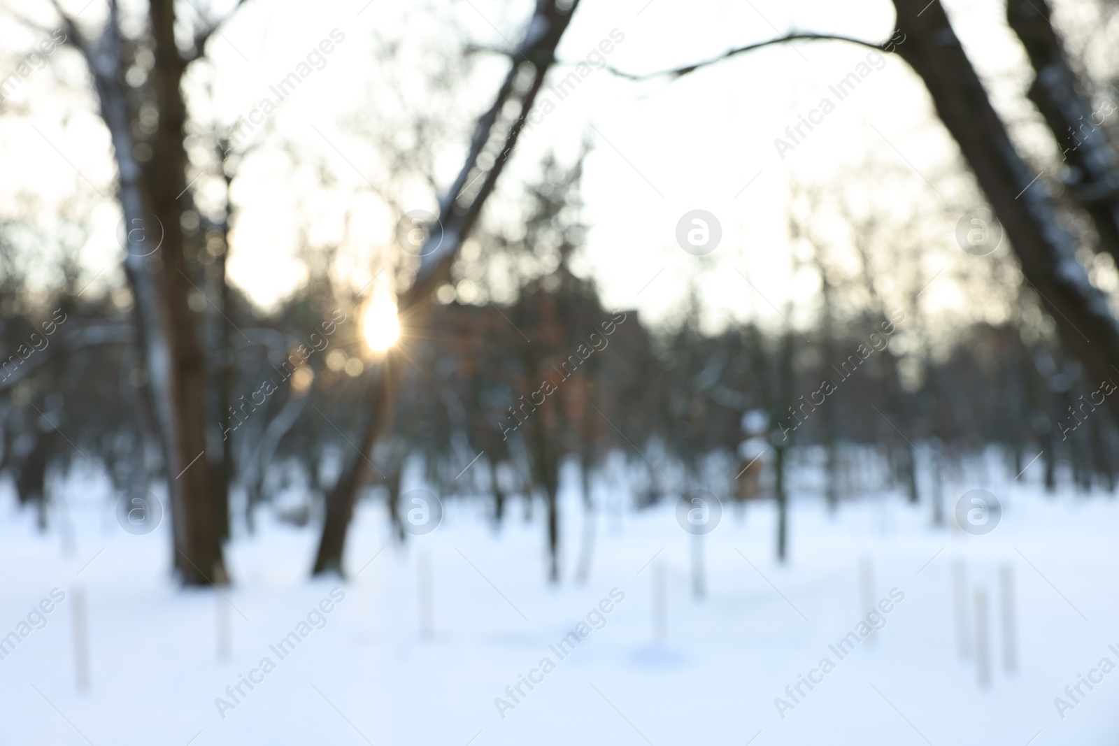 Photo of Sunbeams shining through trees in snowy park, blurred view