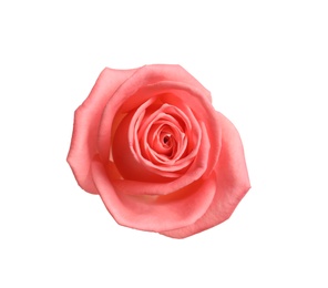 Photo of Beautiful blooming pink rose on white background, top view