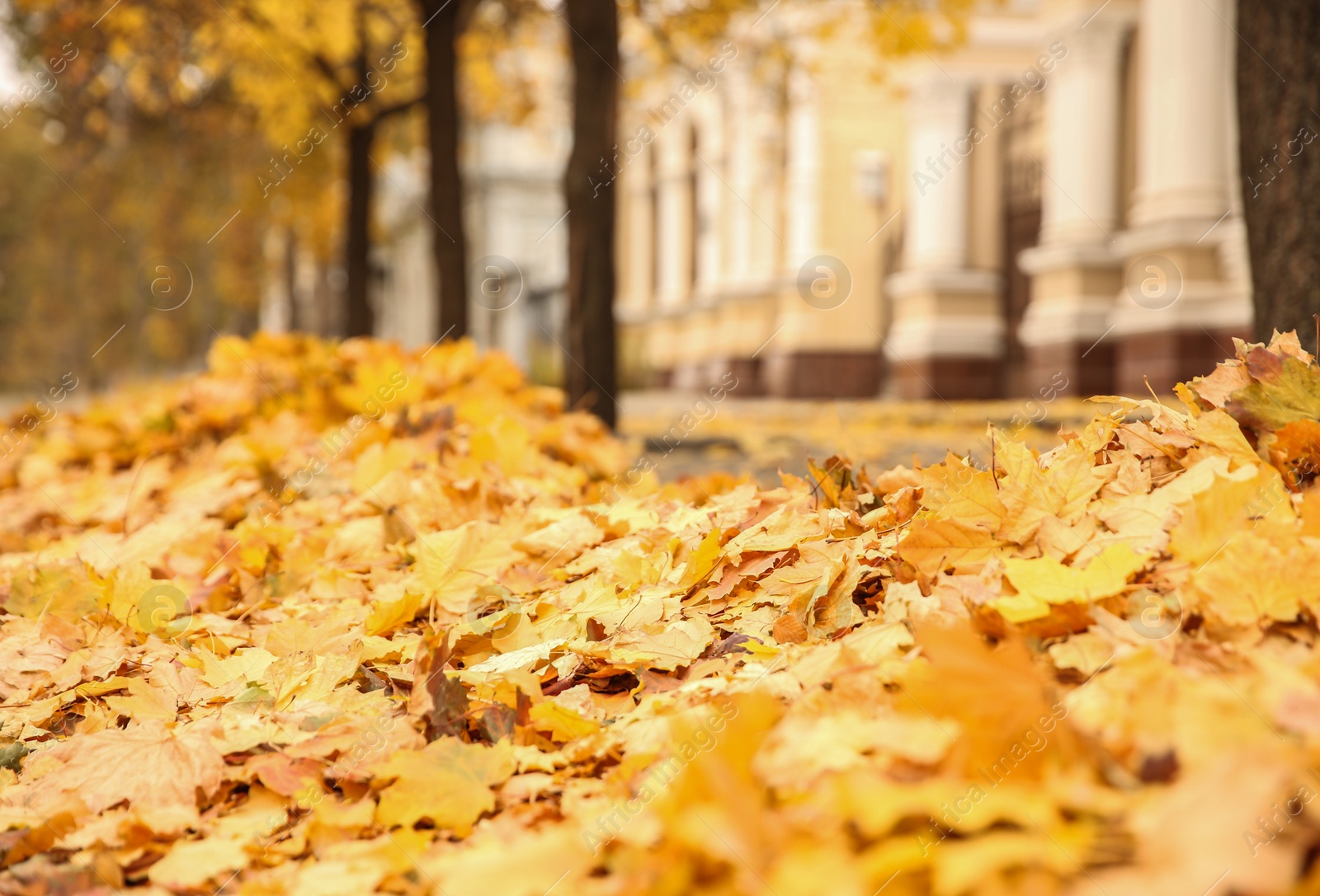 Photo of Ground covered with fallen yellow leaves on sunny autumn day