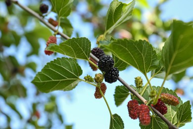 Branch with ripe and unripe mulberries in garden against sky, closeup