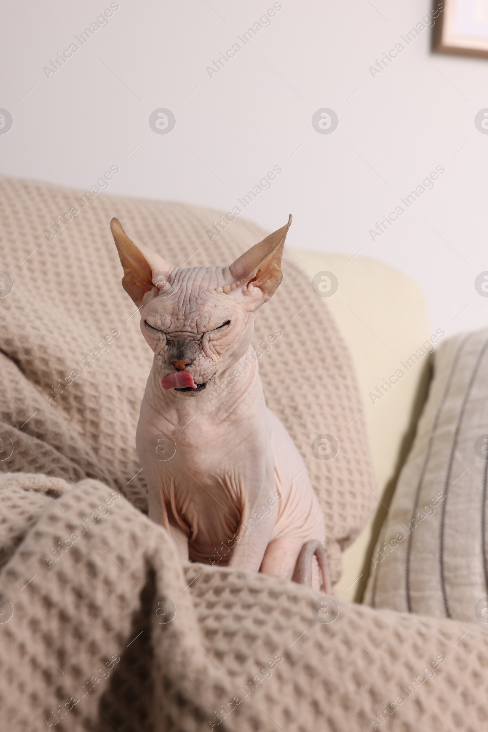 Photo of Beautiful Sphynx cat on sofa at home. Lovely pet