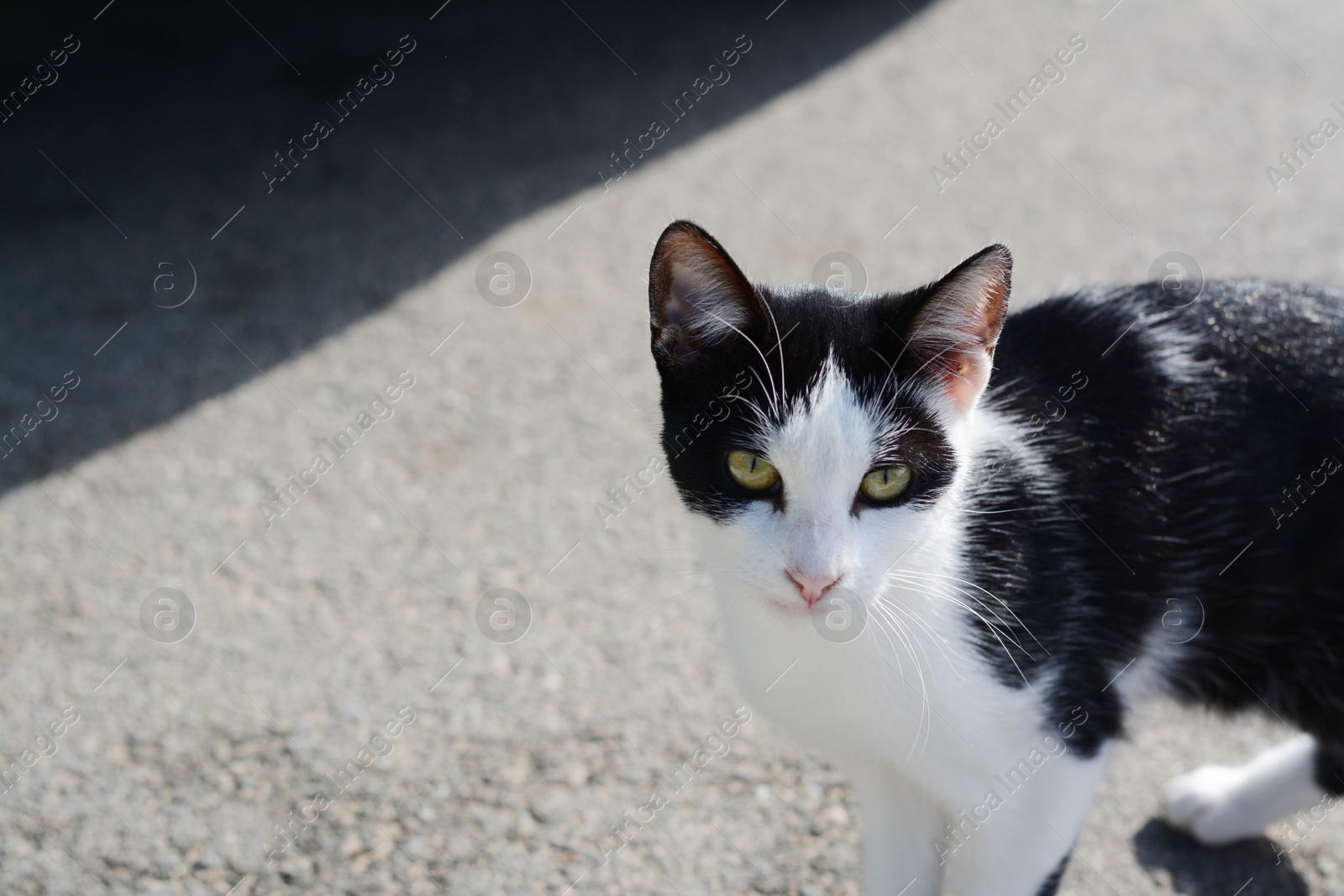 Photo of Lonely stray cat on asphalt outdoors, space for text. Homeless pet