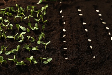 Photo of White beans in fertile soil. Vegetable seeds