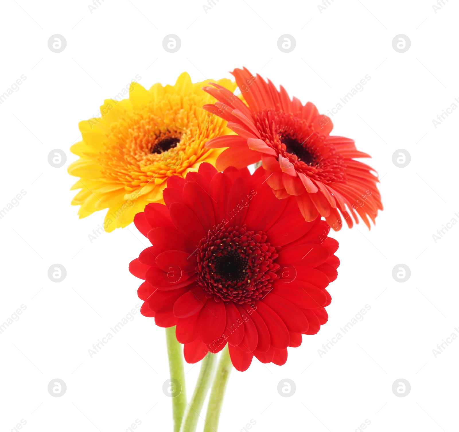 Photo of Beautiful colorful gerbera flowers isolated on white