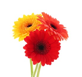 Beautiful colorful gerbera flowers isolated on white