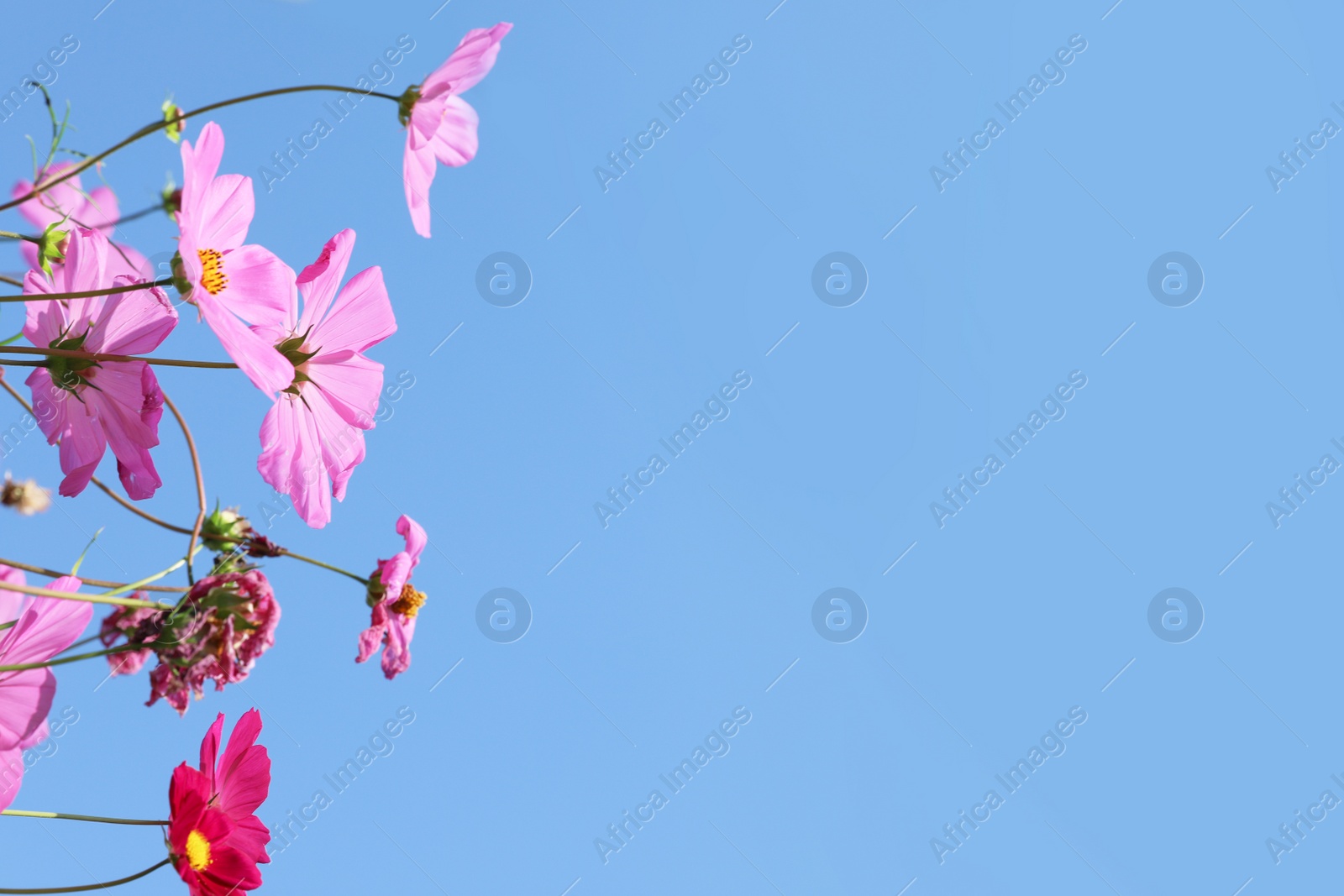 Photo of Beautiful cosmos flowers against blue sky, meadow plant. Space for text
