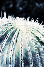 Image of Cactus, closeup view. Tropical plant, color toned