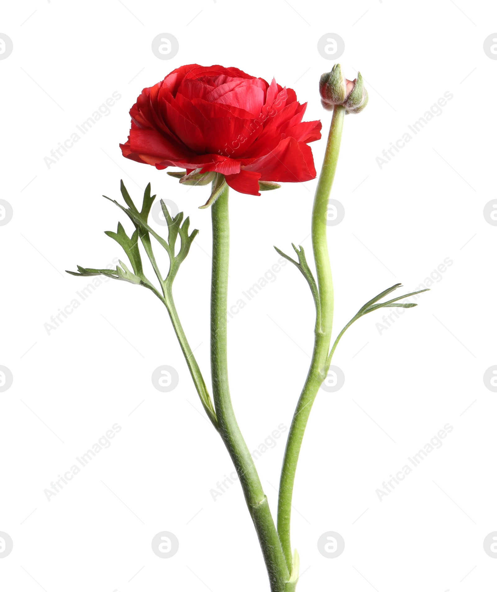 Photo of Beautiful fresh ranunculus flower isolated on white