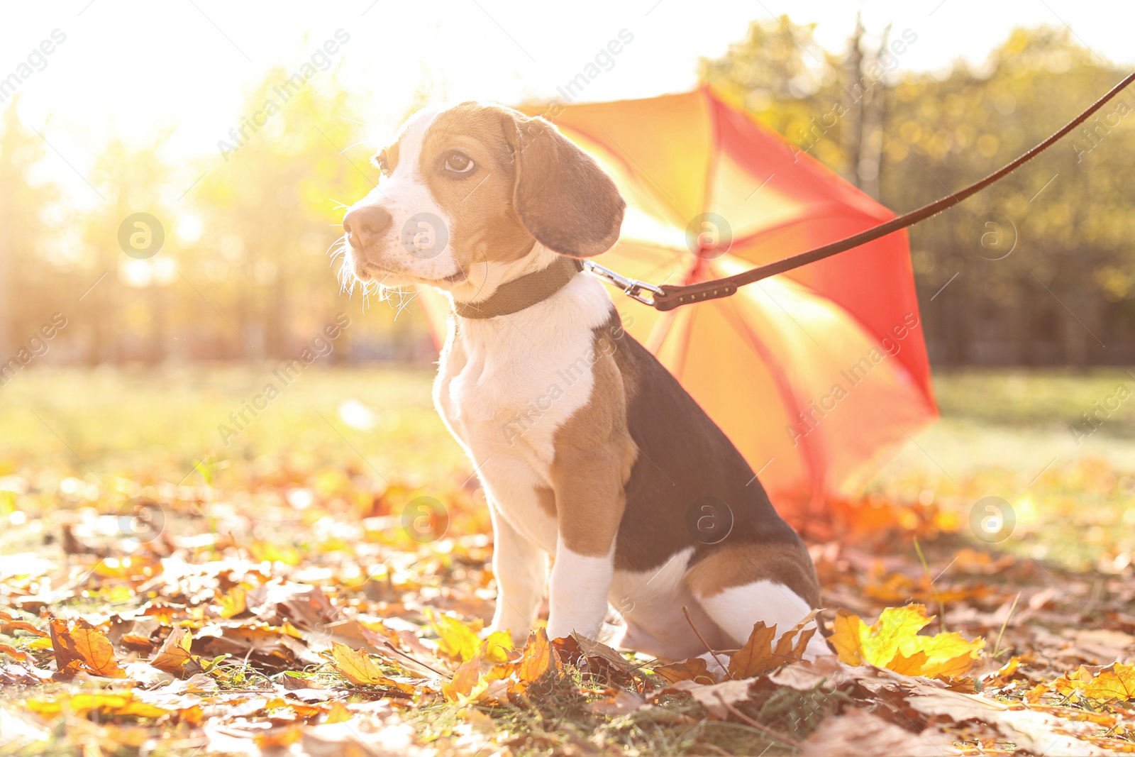 Photo of Cute Beagle in park on autumn day. Dog walking