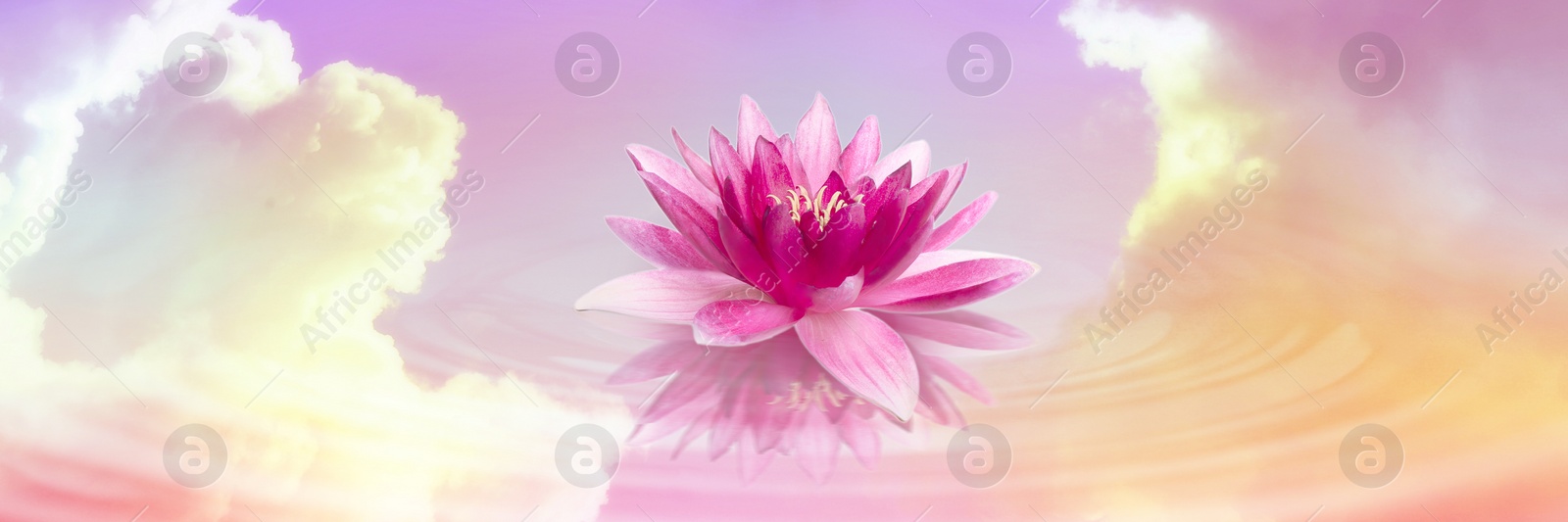 Image of Floating beautiful lotus and reflection of sky with fluffy clouds on water, toned in pastel rainbow colors. Symbolic flower in Buddhism