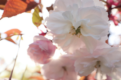 Photo of Blossoming pink sakura tree outdoors on spring day, closeup