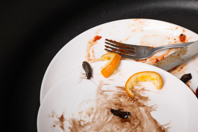 Photo of Cockroaches and dirty dishware in sink, closeup. Pest control