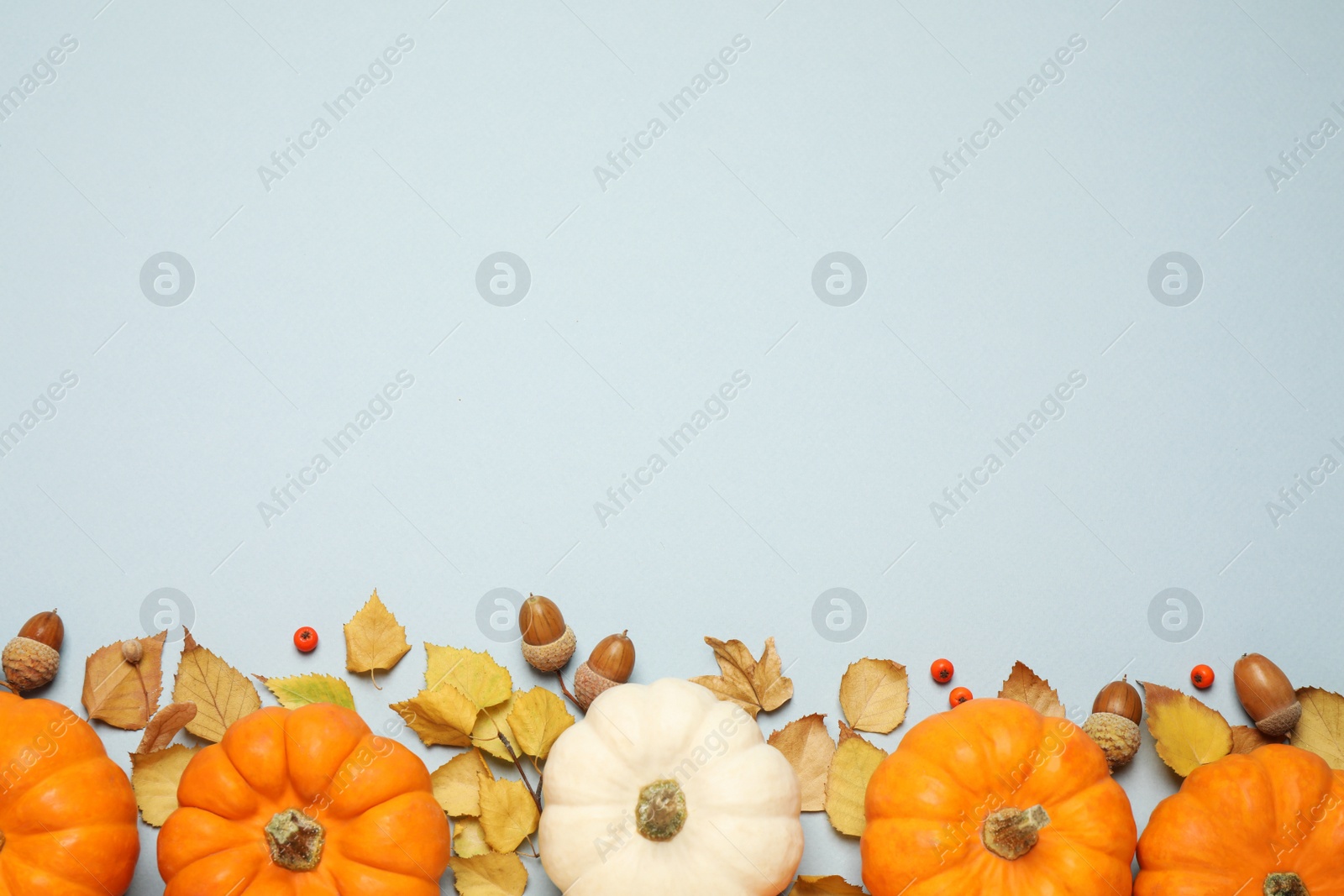 Photo of Different pumpkins, autumn leaves, berries and acorns on light blue background, flat lay. Space for text