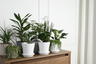 Photo of Many beautiful green potted houseplants on wooden table indoors, space for text