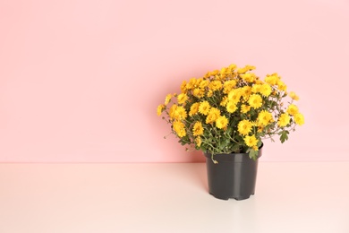 Beautiful potted chrysanthemum flowers on table against color background. Space for text