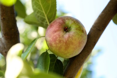 Photo of Fresh and ripe apple on tree branch, closeup