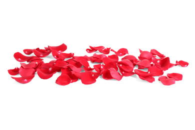 Fresh red rose petals on white background