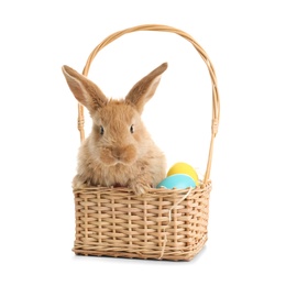 Photo of Adorable furry Easter bunny in wicker basket with dyed eggs on white background