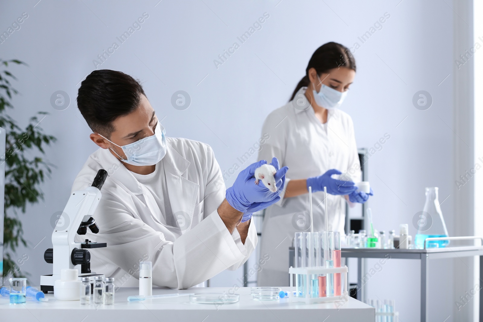 Photo of Scientist with rat in chemical laboratory. Animal testing