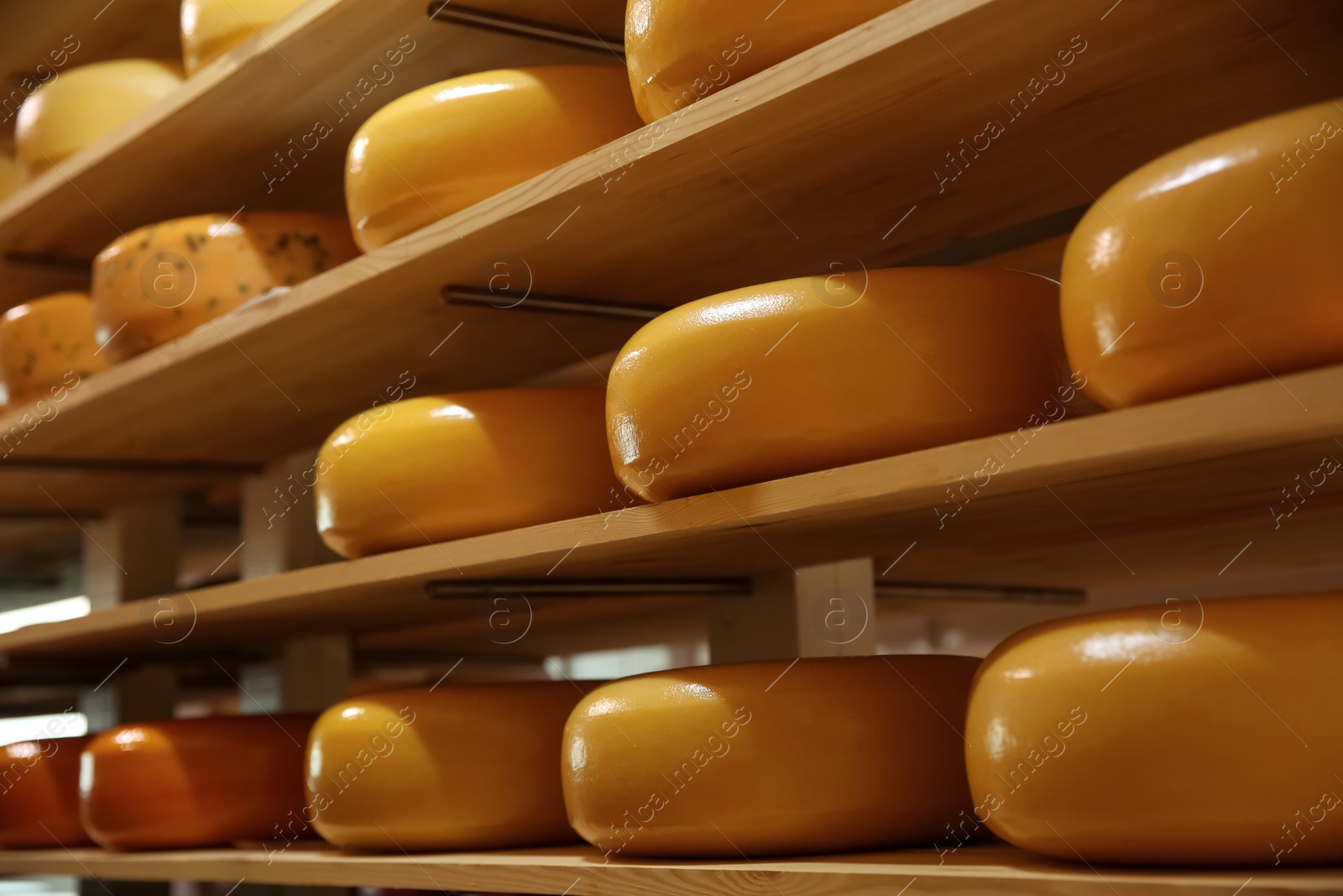 Photo of Fresh cheese heads on rack in factory warehouse