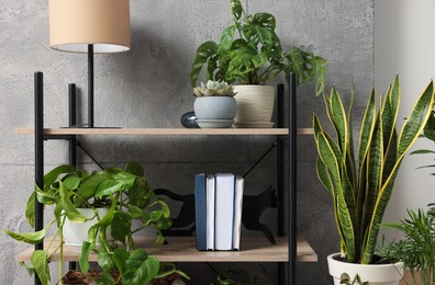 Photo of Shelving unit with beautiful house plants indoors. Home design idea
