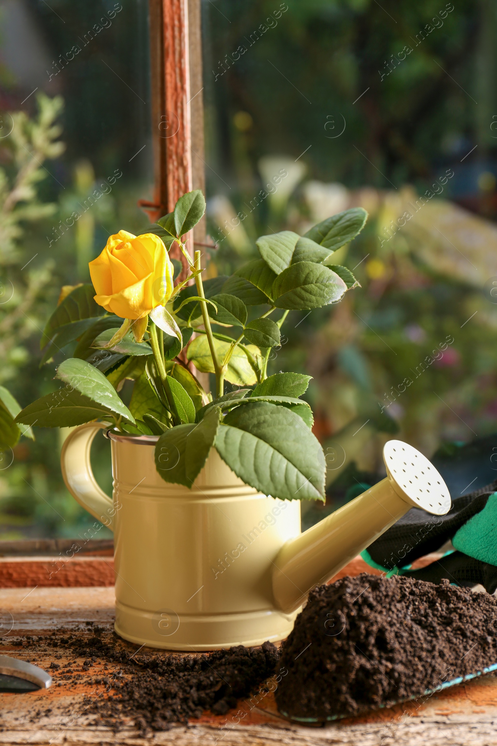 Photo of Watering can with beautiful yellow rose on wooden windowsill