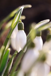 Photo of Beautiful snowdrops growing outdoors, closeup. Early spring flower