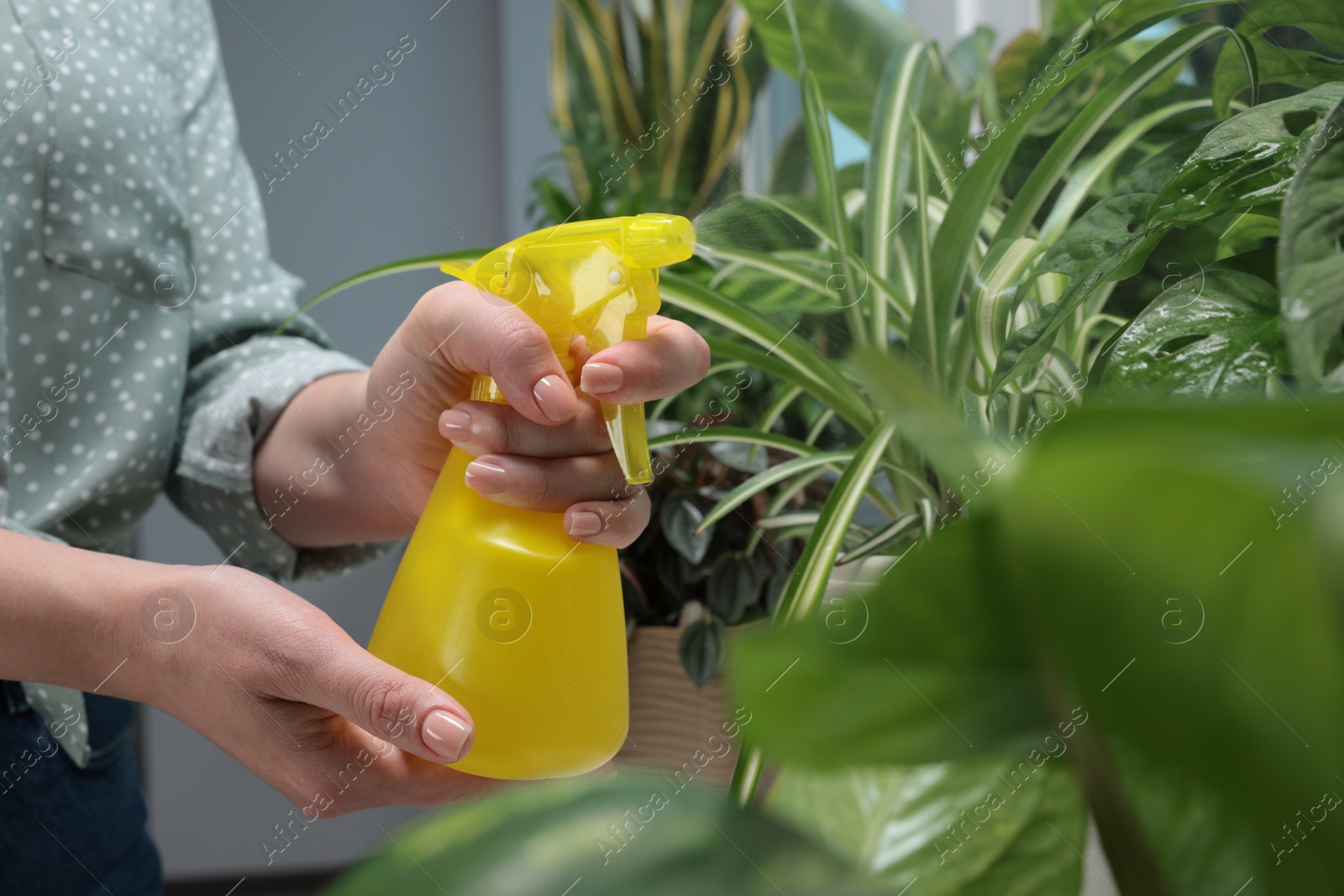 Photo of Woman spraying beautiful houseplants at home, closeup